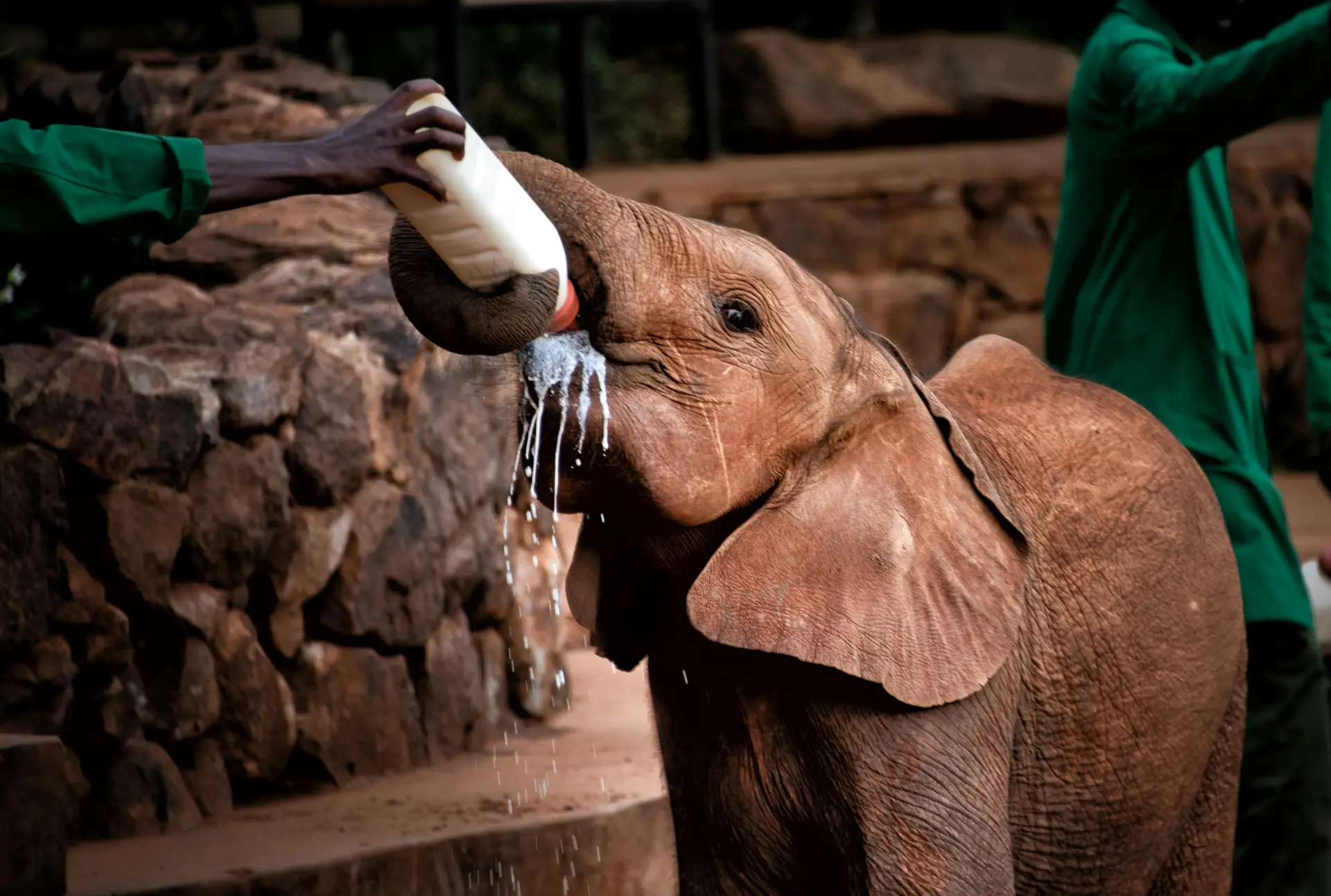 David Sheldrick Wildlife Trust Elephant Orphanage
